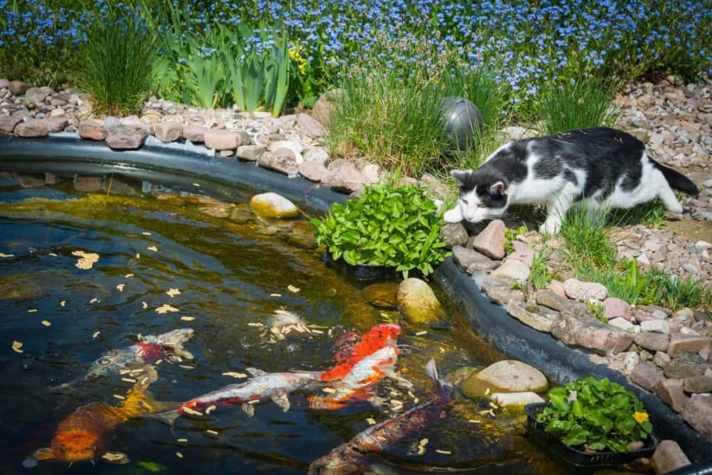 Cat lurking by a koi pond