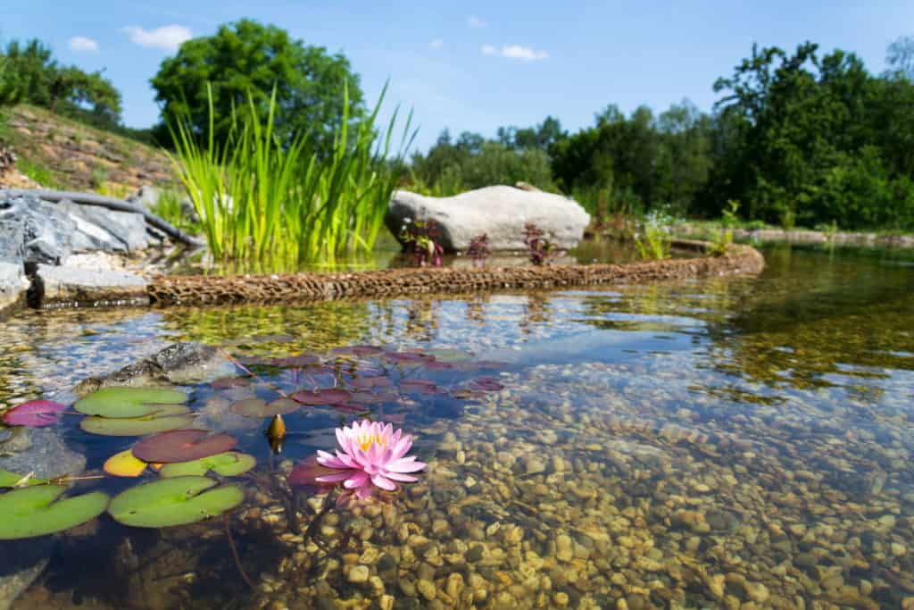 How do I keep my swimming pond clean