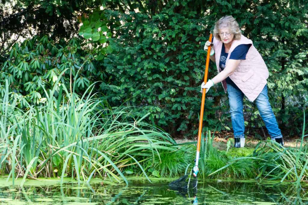 Pond care in summer - 7 helpful tips