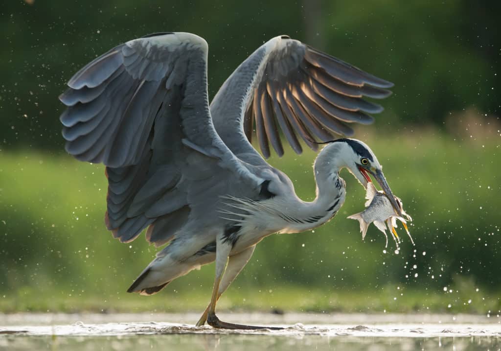 The Pond Predator Number One – the Heron