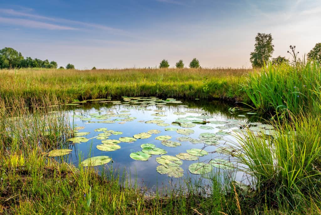 Natural pond. Pond with water lillies, reed and rich grassland. Wetlands biodiversity.