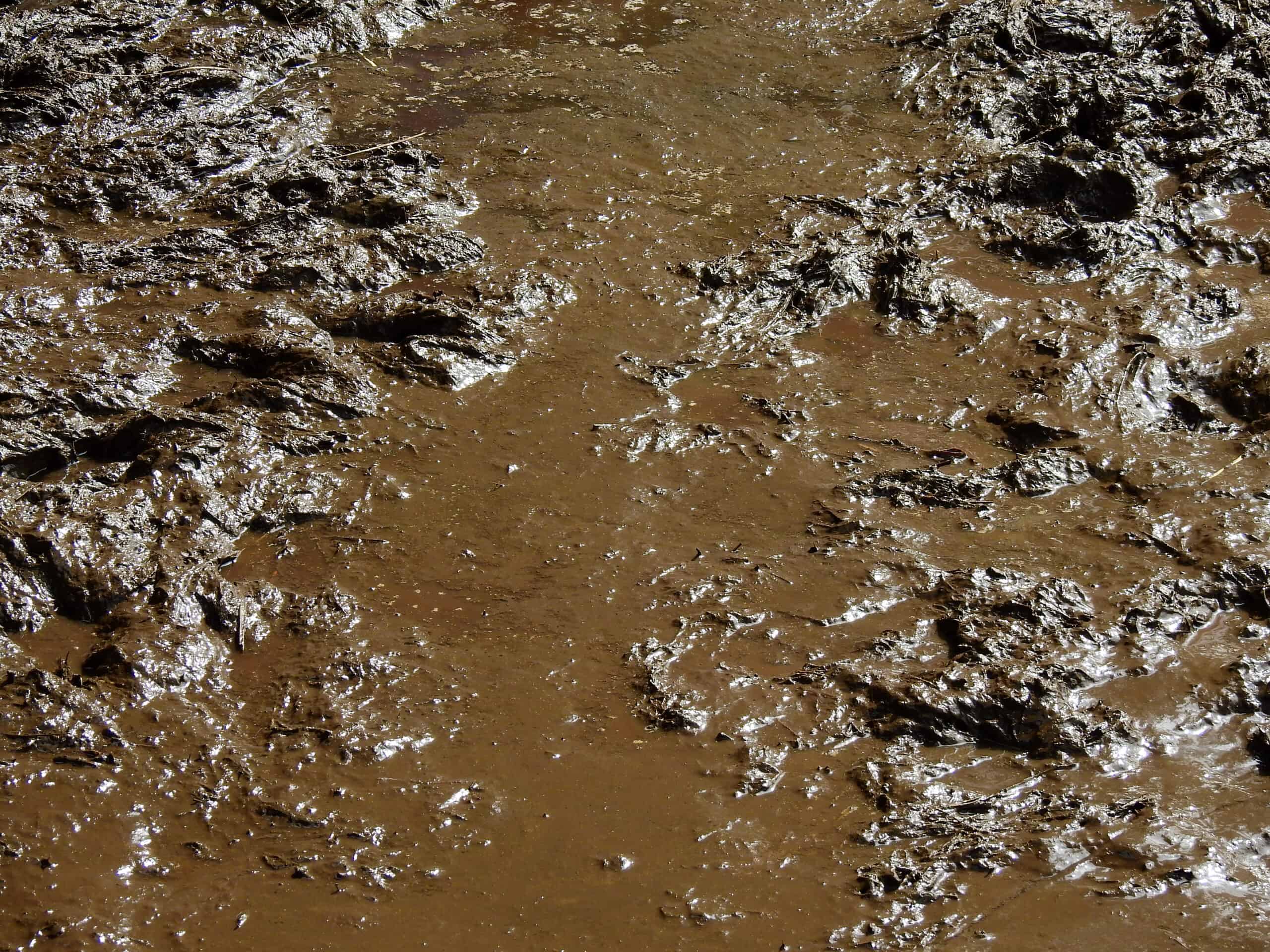 Where to put the Extracted Pond Sludge?