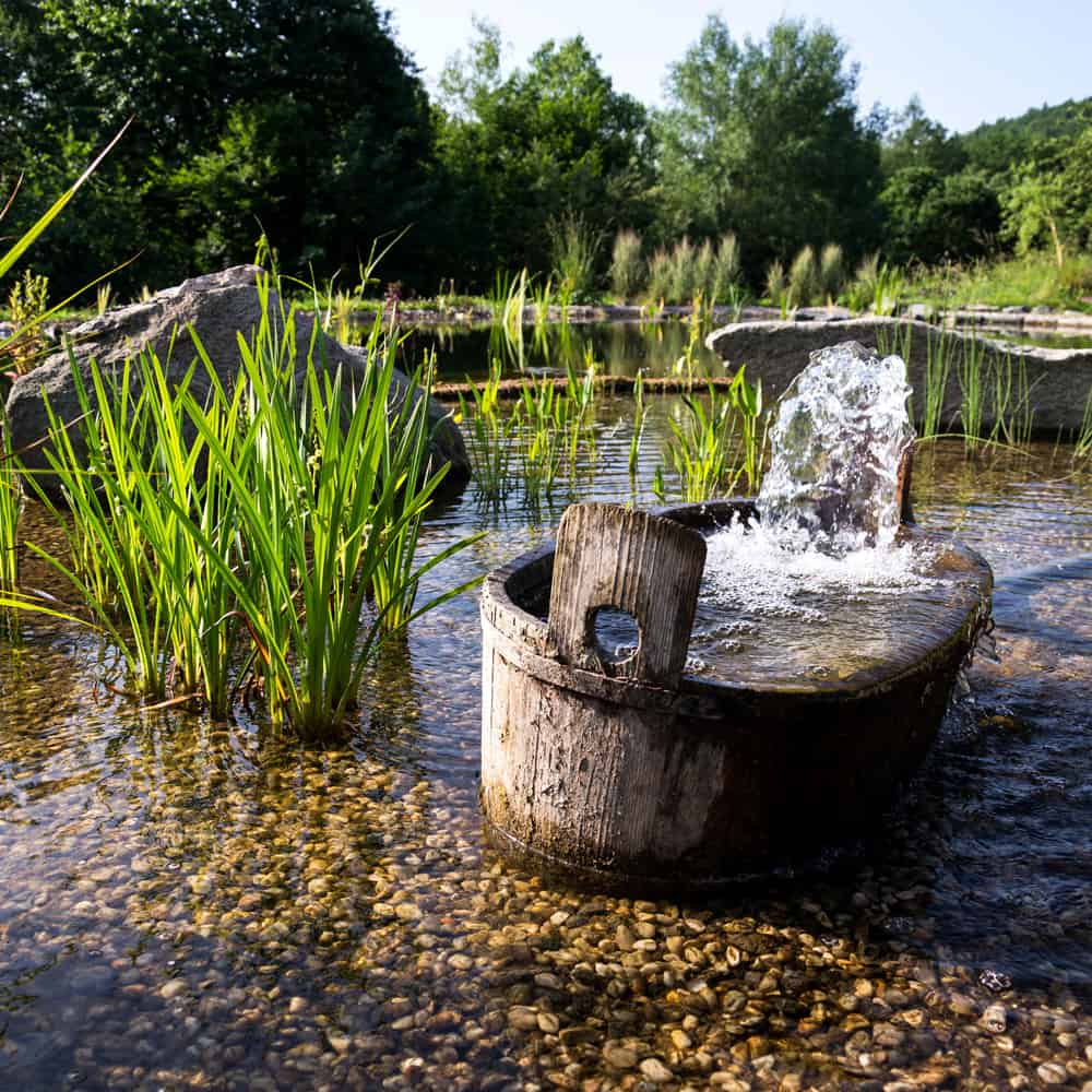 Biological Pond Cleaning Through a Filter Trench