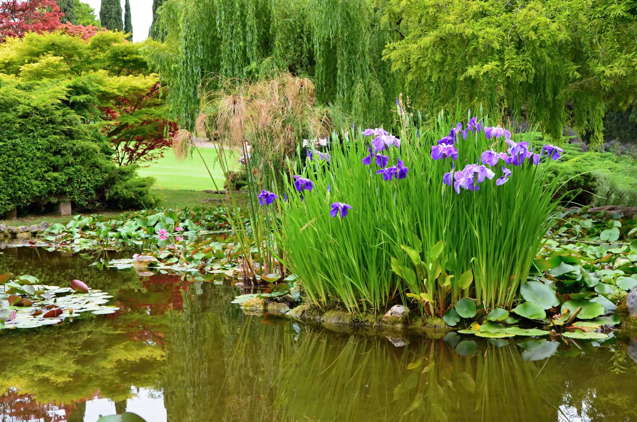 Ponds and plants dayton