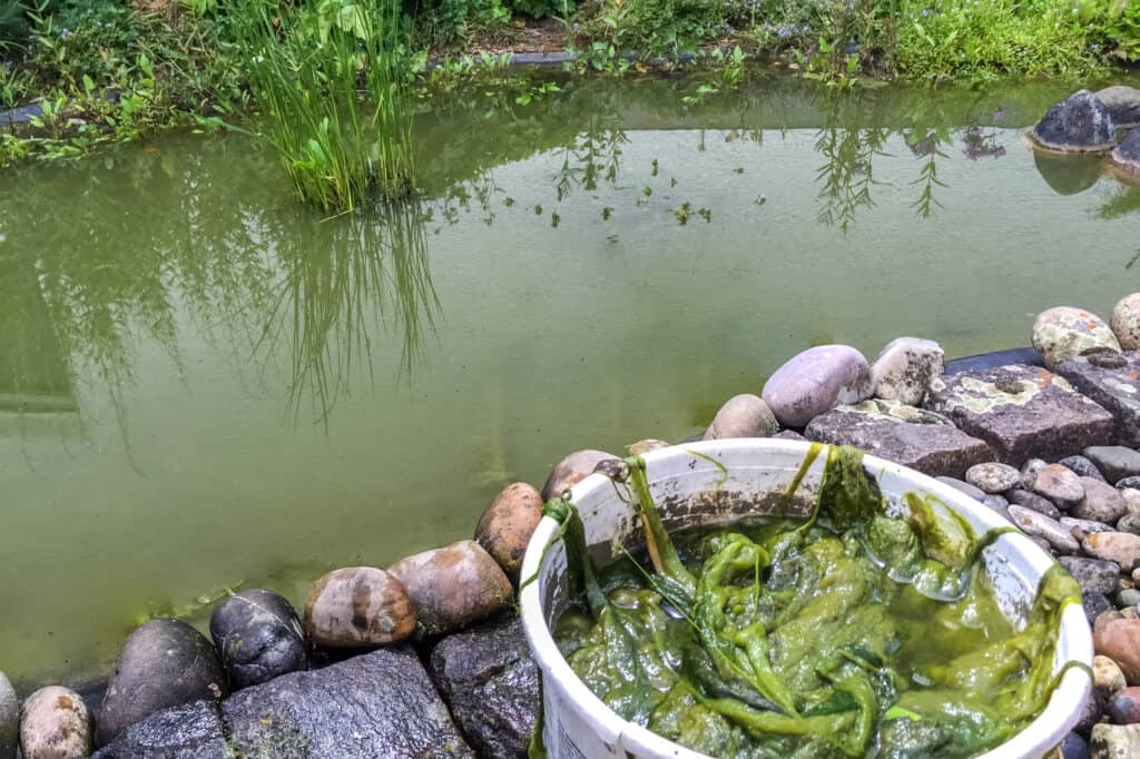 Six Home Remedies for Algae in the Pond