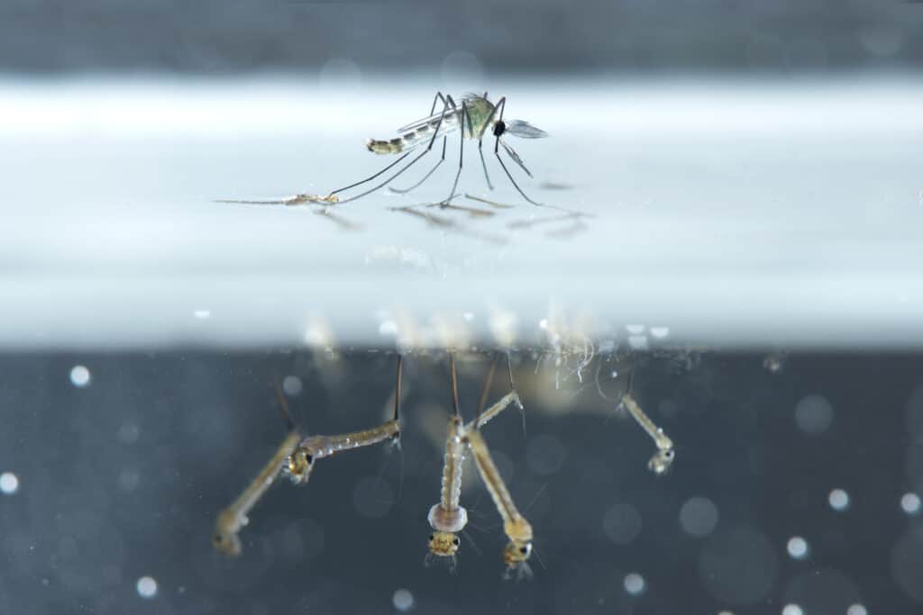 Mosquito Larvae in the Pond