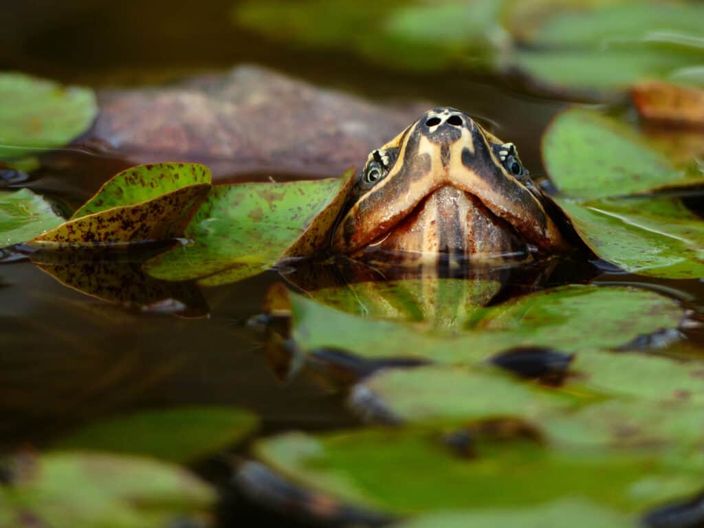 Keeping aquatic turtles in the garden pond