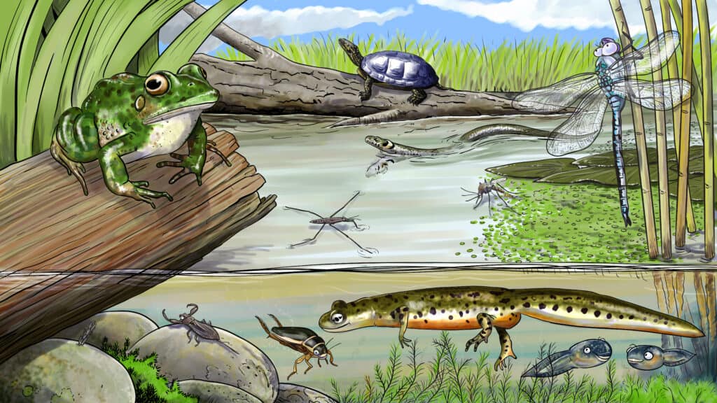 Life in the Pond What is Cavorting There