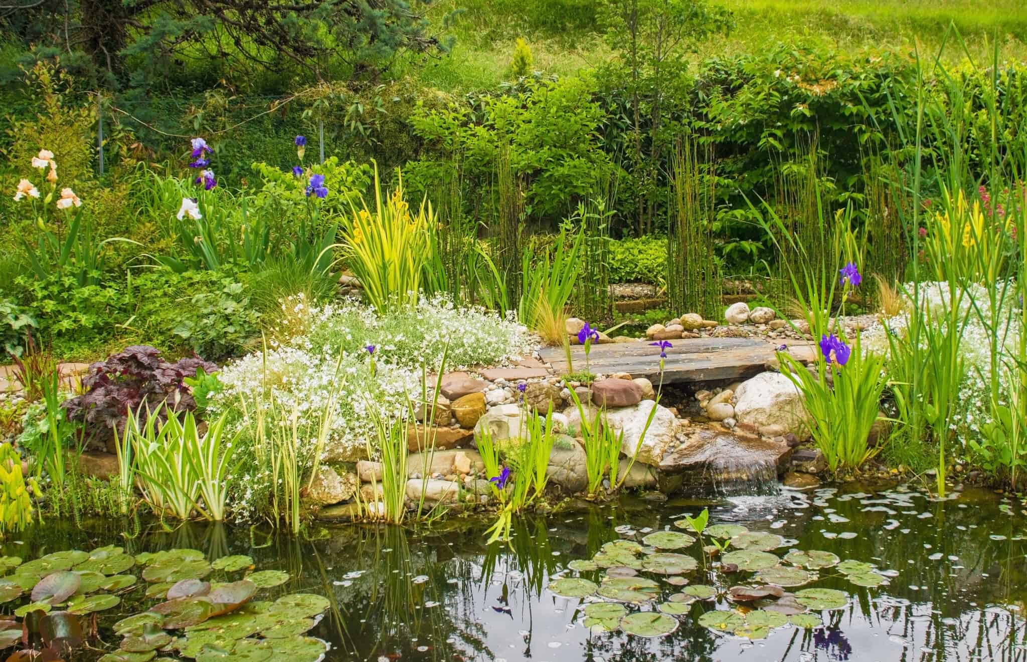 What Is the Best Way to Cut Back Pond Plants?