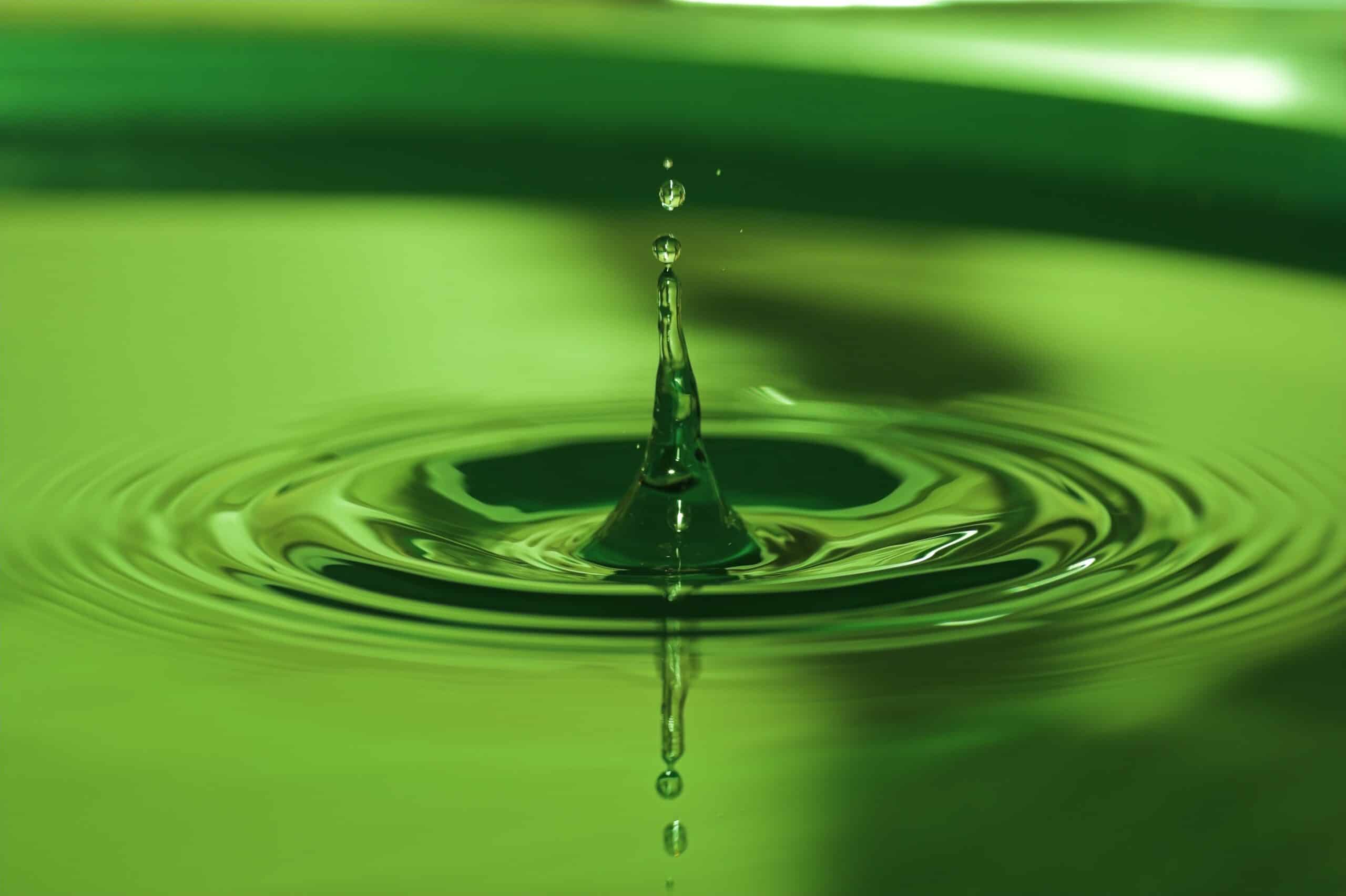 Why Does the Water in the Pond Turn Green?