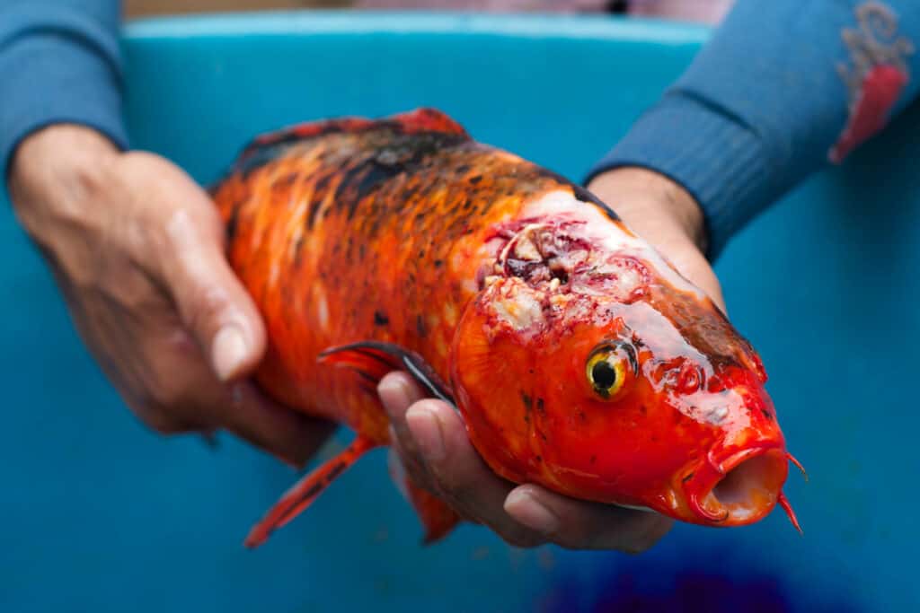 Diseases of pond fish
