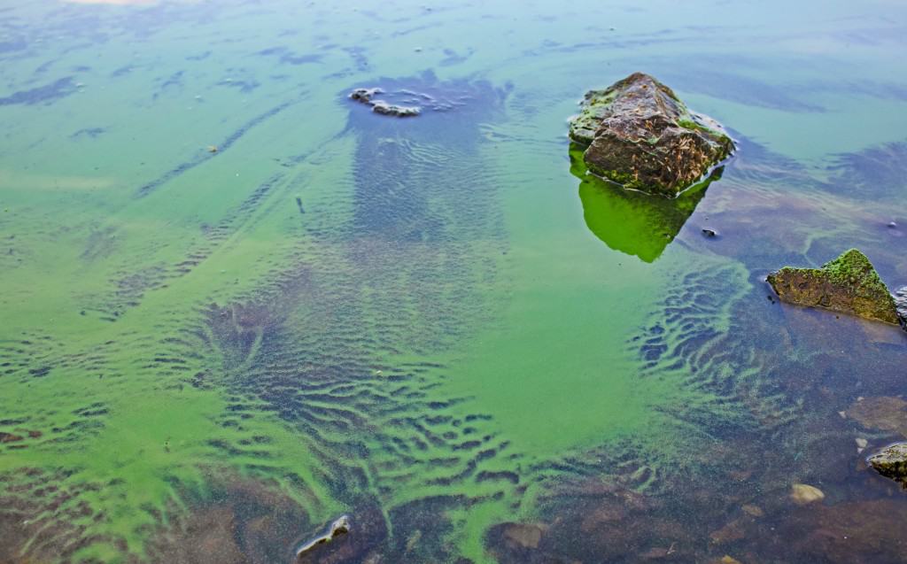 Combat Blue-Green Algae in Your Pond
