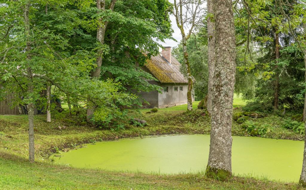 Controlling Suspended Algae in Your Pond