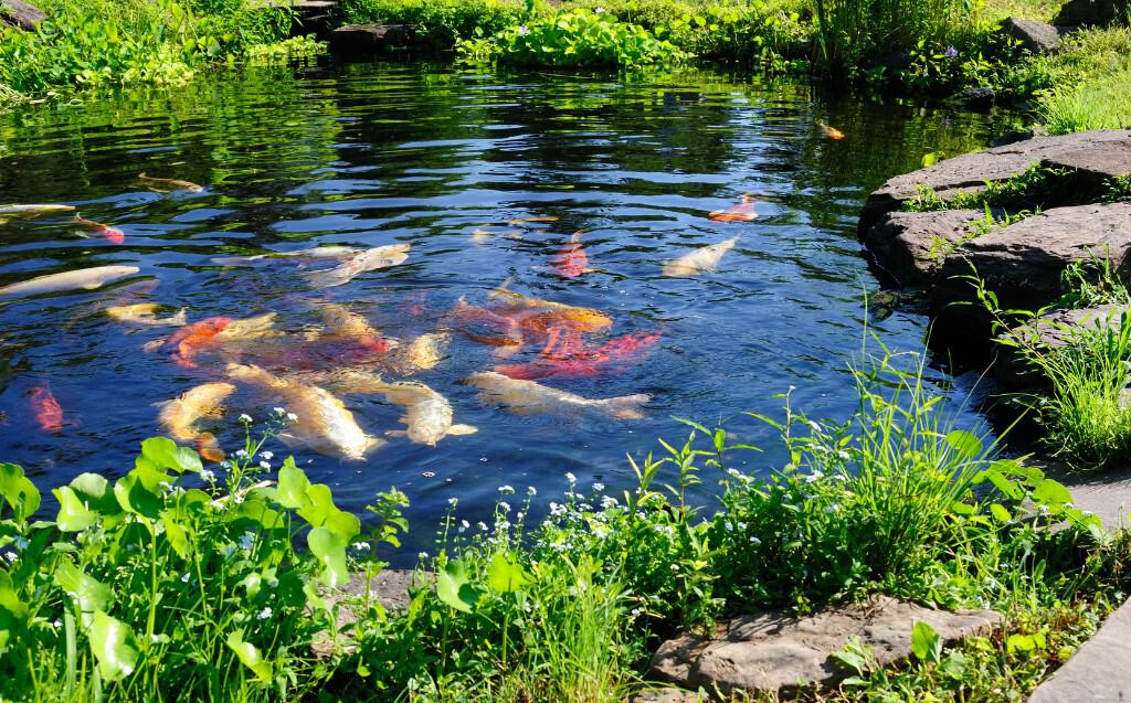 Introducing Fish to Your Pond