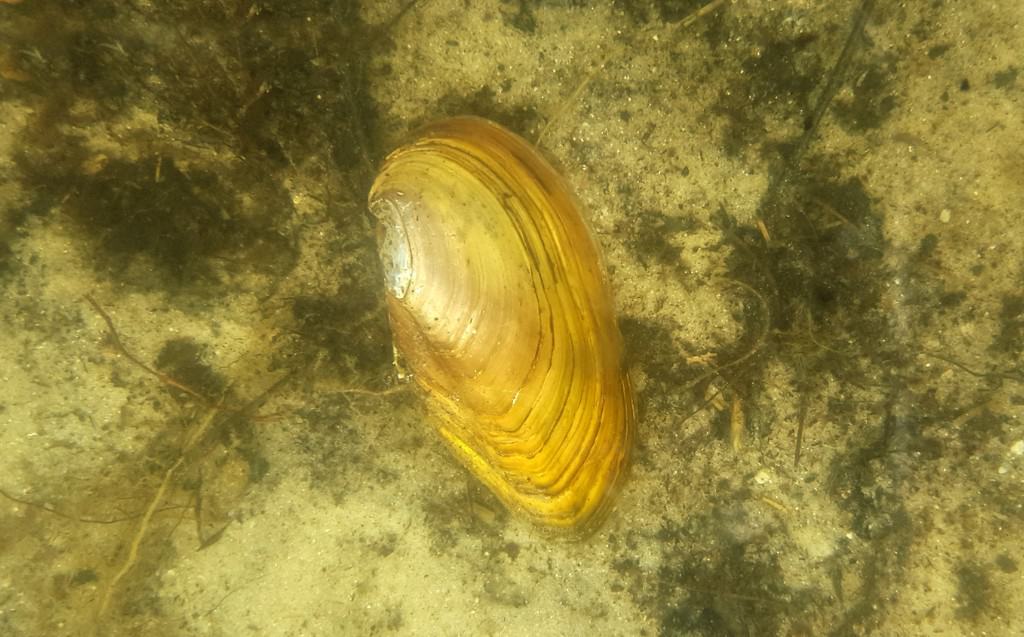 Mussels in the Garden Pond