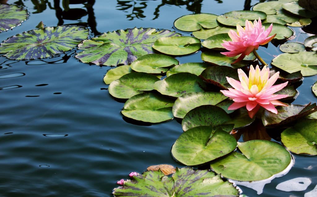 Planting Water Lilies in Your Garden Pond